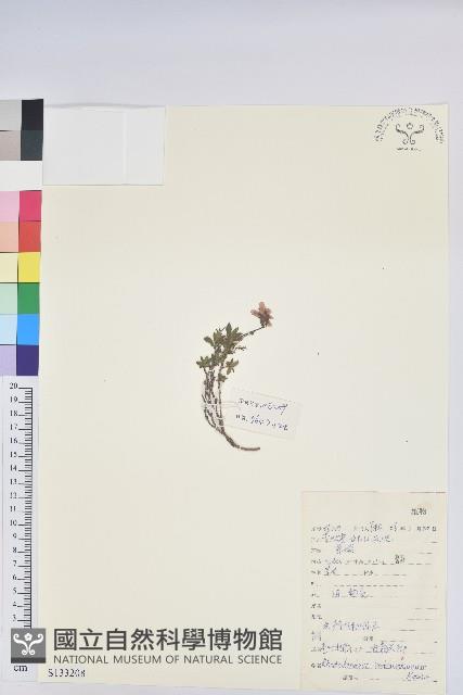 葉狀苞杜鵑藏品圖，第1張