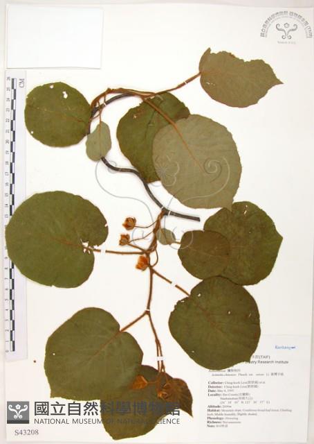 臺灣羊桃藏品圖，第1張