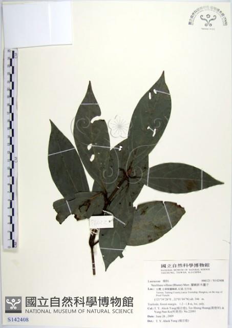 蘭嶼新木薑子藏品圖，第1張