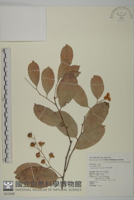 南華南蛇藤，青江藤藏品圖，第1張