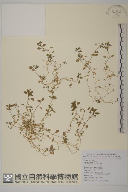 繁縷藏品圖，第1張