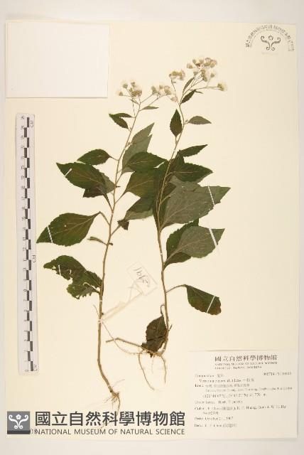 一枝香藏品圖，第1張