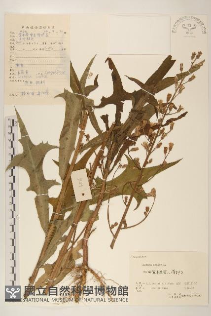 鵝仔草藏品圖，第1張