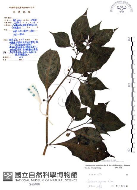 龍珠藏品圖，第1張