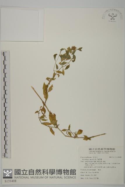 狗筋蔓藏品圖，第1張