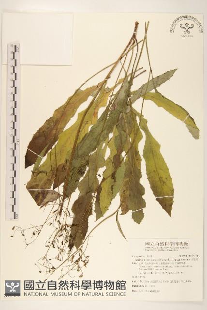 刀傷草藏品圖，第1張