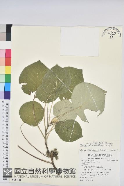 圓葉血桐藏品圖，第1張