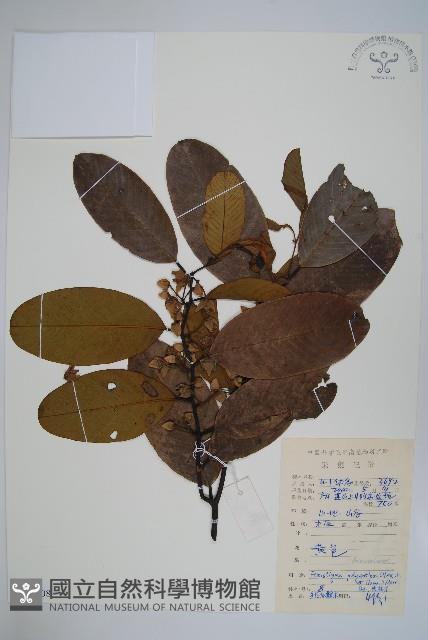 黑風藤藏品圖，第1張