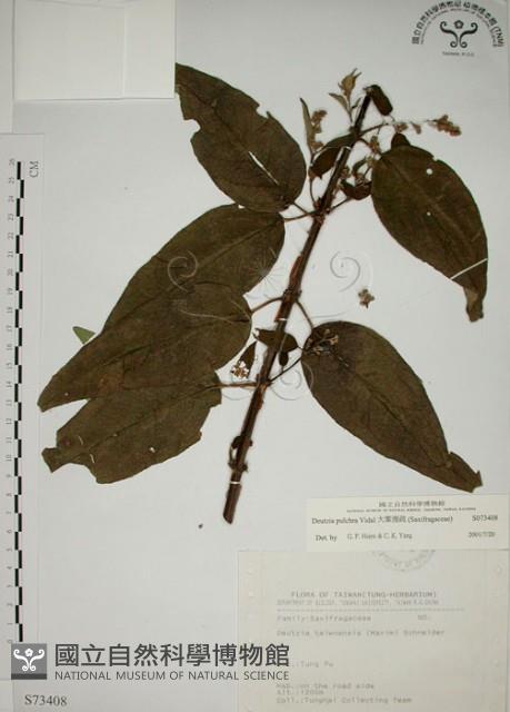 大葉溲疏藏品圖，第1張