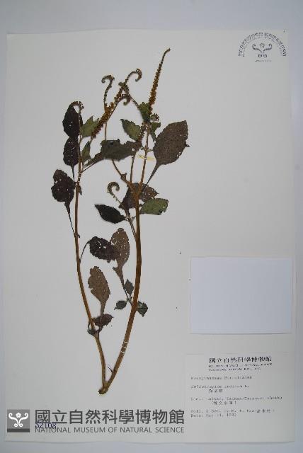 狗尾草藏品圖，第1張