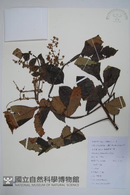 鹽膚木藏品圖，第1張