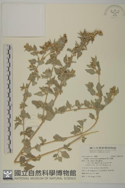 馬氏濱藜藏品圖，第1張