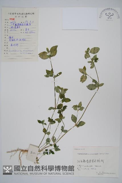 爵床、六角英藏品圖，第1張