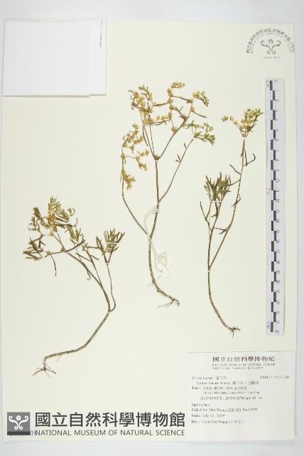 佛甲草、金莿插藏品圖，第1張