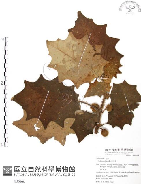 羊不食、毛茄藏品圖，第1張