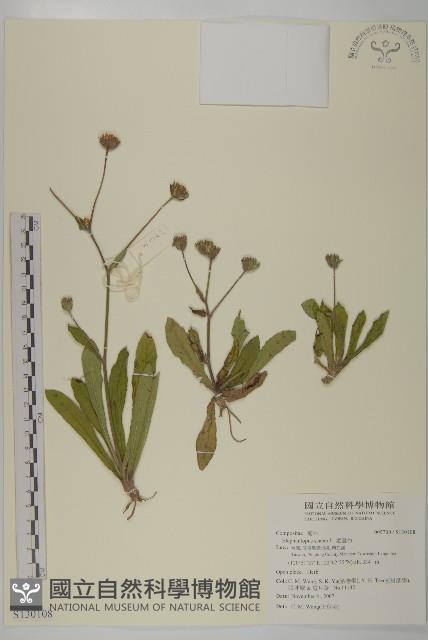 燈豎朽藏品圖，第1張