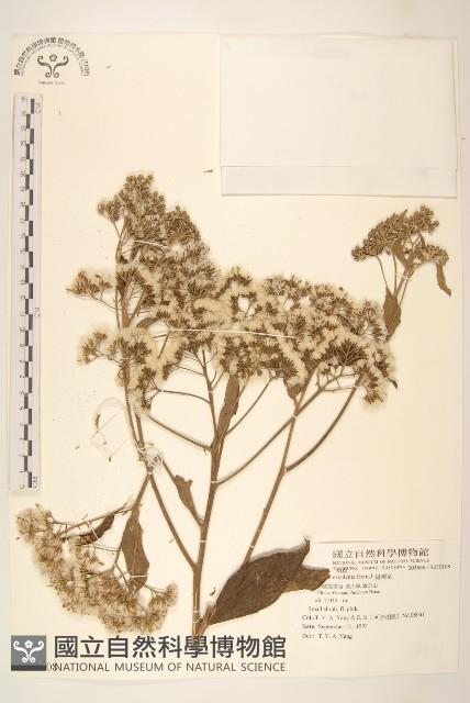 斑鳩菊藏品圖，第1張