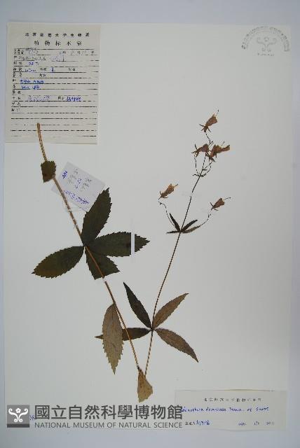 展枝沙參藏品圖，第1張