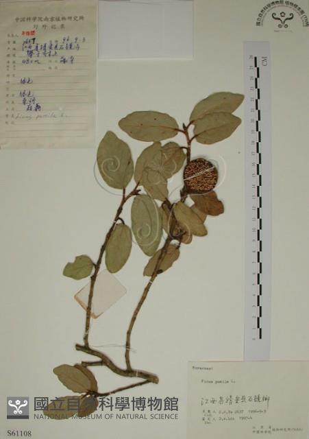 薜荔藏品圖，第1張