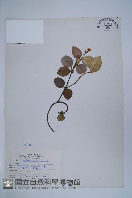 台灣白花藤藏品圖，第1張