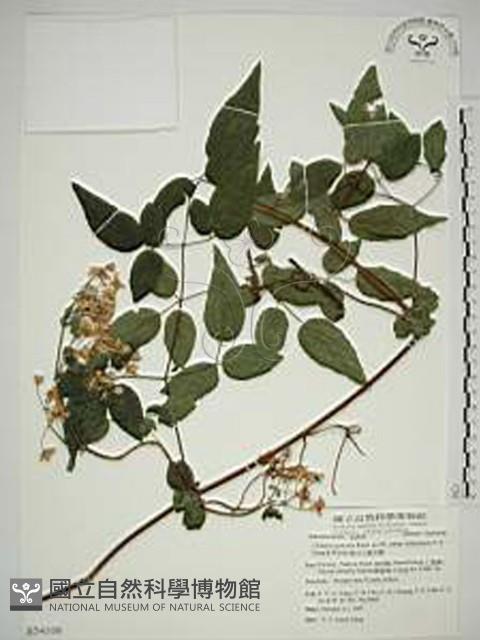 梨山小蓑衣藤藏品圖，第1張