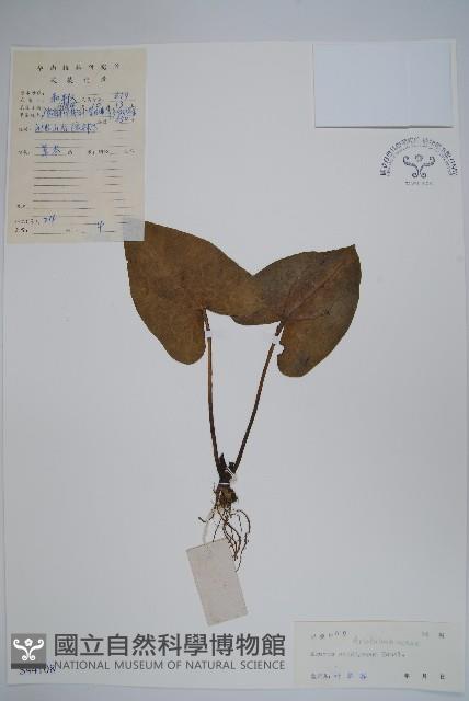 薄葉細辛、尾花細辛藏品圖，第1張