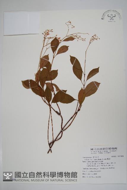 酸藤藏品圖，第1張