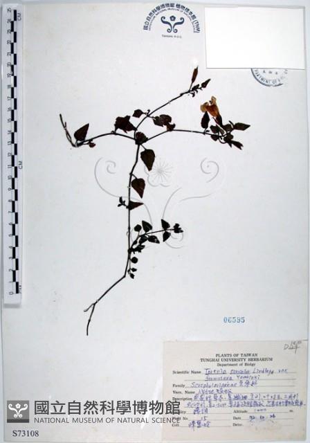 倒地蜈蚣、四角銅鑼藏品圖，第1張