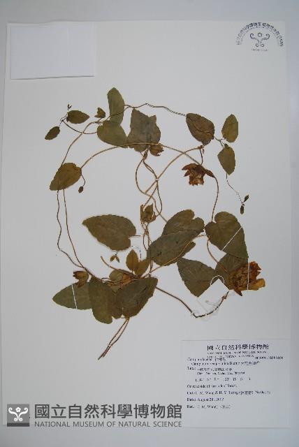 Accession Number:S083108 Collection Image, Figure 1, Total 2 Figures