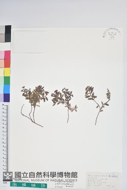 高山白珠樹藏品圖，第1張