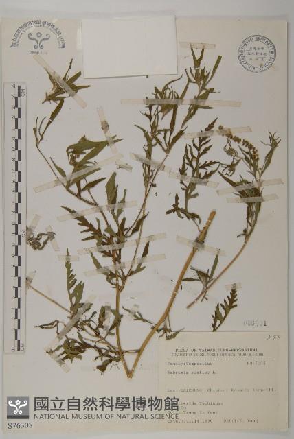 豬草藏品圖，第1張