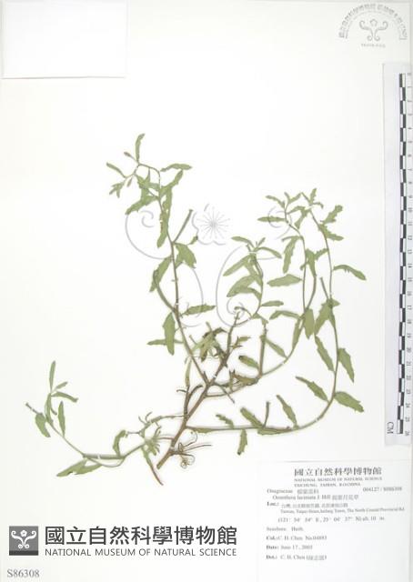 裂葉月見草藏品圖，第1張