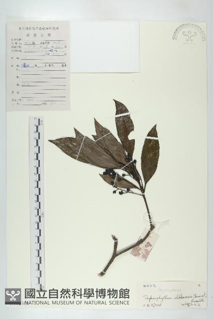 俄氏虎皮楠、蘭嶼虎皮楠、虎皮楠藏品圖，第1張