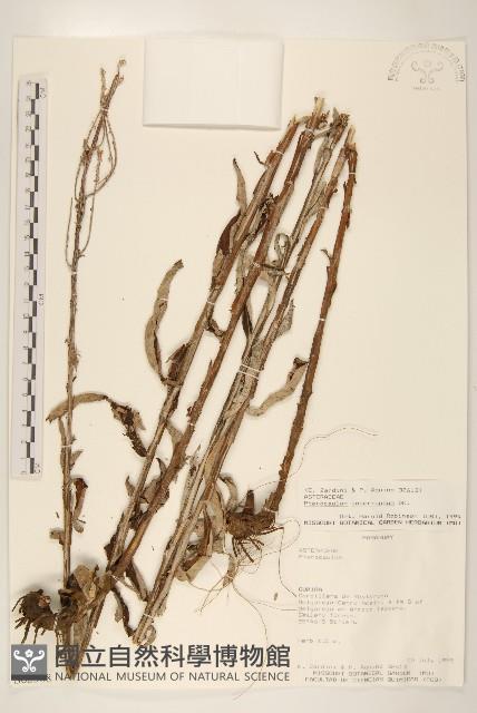 登錄號:S062308藏品圖，第1張