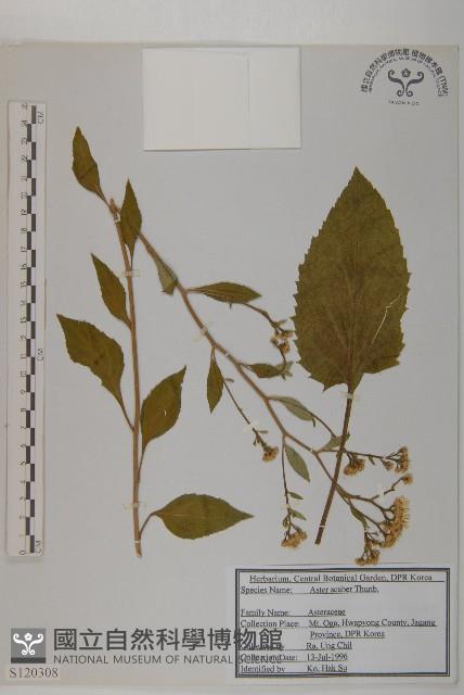 東鳳菜藏品圖，第1張