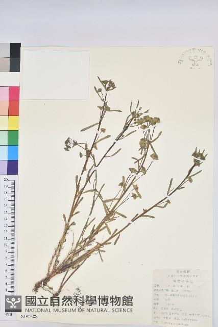 貓眼草藏品圖，第1張