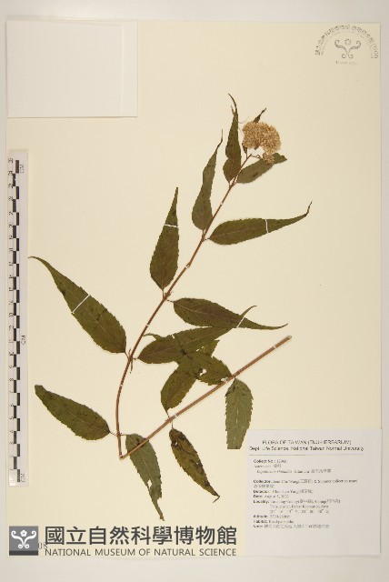 島田氏澤蘭藏品圖，第1張