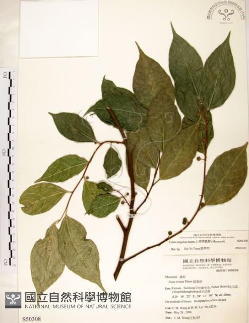 菲律賓榕藏品圖，第1張