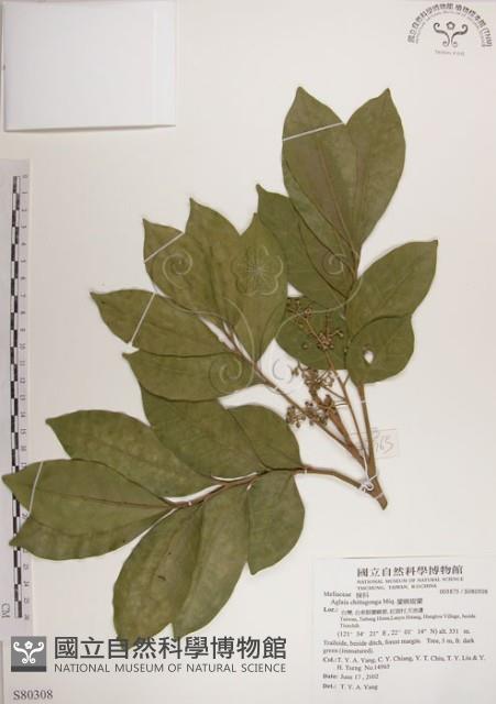 蘭嶼樹蘭藏品圖，第1張