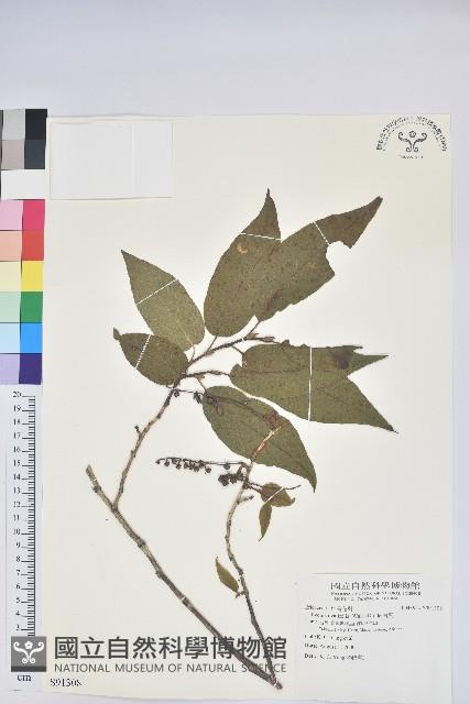 南燭藏品圖，第1張