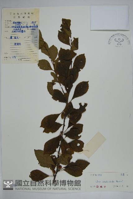 鼠李冬青、滿樹星藏品圖，第1張