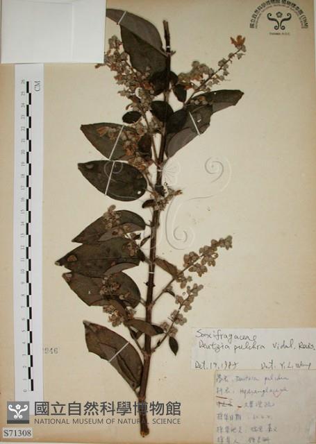 大葉溲疏藏品圖，第1張