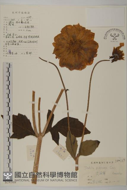 大麗花藏品圖，第1張