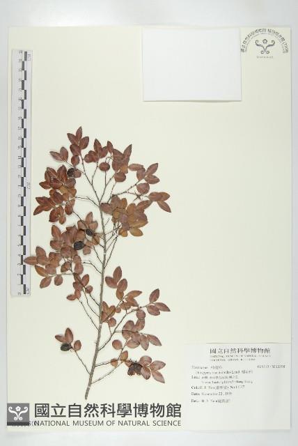 楓港柿藏品圖，第1張