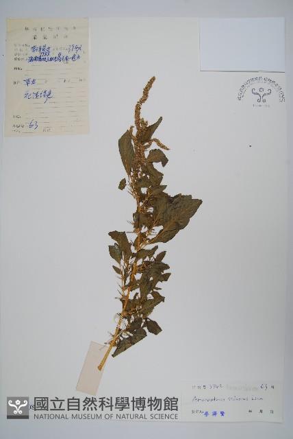 刺莧藏品圖，第1張