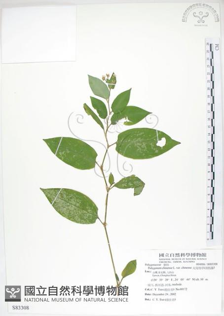 火炭母草、清飯藤藏品圖，第1張