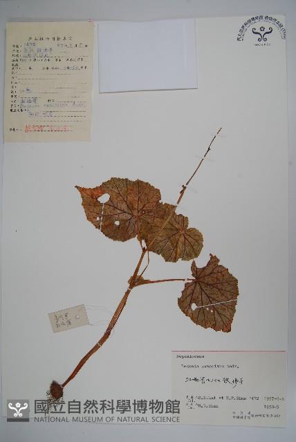 秋海棠藏品圖，第1張