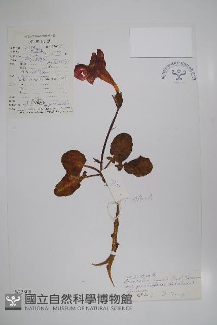 大花雞肉參藏品圖，第1張