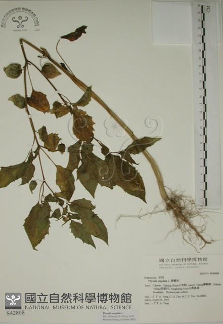 燈籠草藏品圖，第1張