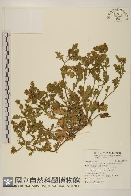 線球菊、田基黃藏品圖，第1張